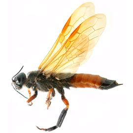   Sirex noctilio  male pale form lateral habitus; photo by H. Goulet, CNC 
